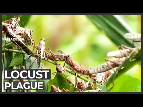 Locust plague: Millions at risk of famine