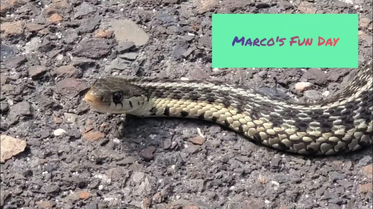 I'm A Snake I'm A Slithery Snake slithery snake...I'ma snake hello! - YouTube