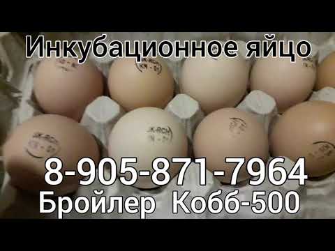 Бройлер КОББ-500 Октябрь-ноябрь
