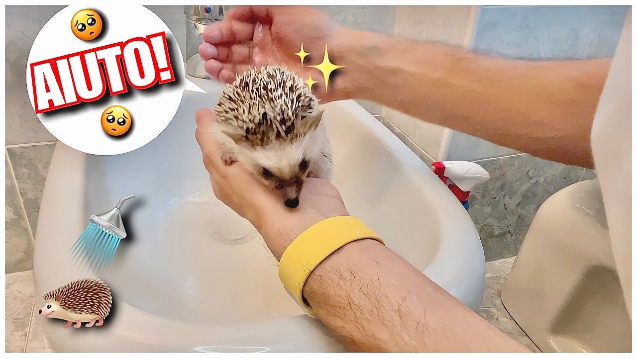 VLOG: IL PRIMO BAGNETTO DI HARVEY, IL MIO RICCIO AFRICANO!