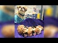 Dog Became Foster Dad To 74 Kittens After He Fell in Love with a 3-legged Cat.