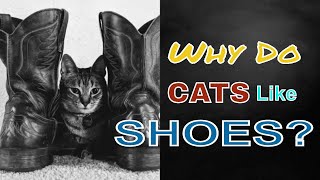 WHY DO CATS LIKE SHOES? l V-24 screenshot 5