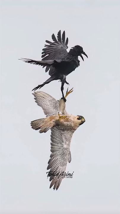 An insanely intense confrontation between Maxine and a pestering Raven....#falcon #peregrinefalcon