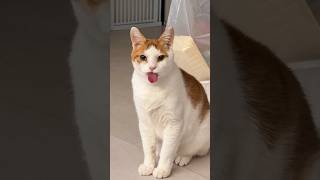 Cats being cats 🤣🤣 #funny #catvideos #catshorts #cat
