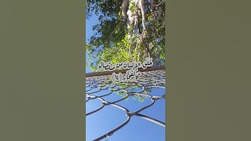 سورة الرحمن (١٠-١٥) حسام الدين عبادي