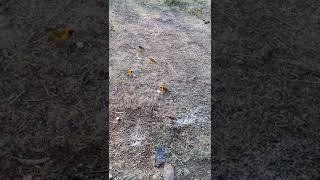 Type Of The Birds In East Africa, Common Bulbul And Type Of Weaver Birds.