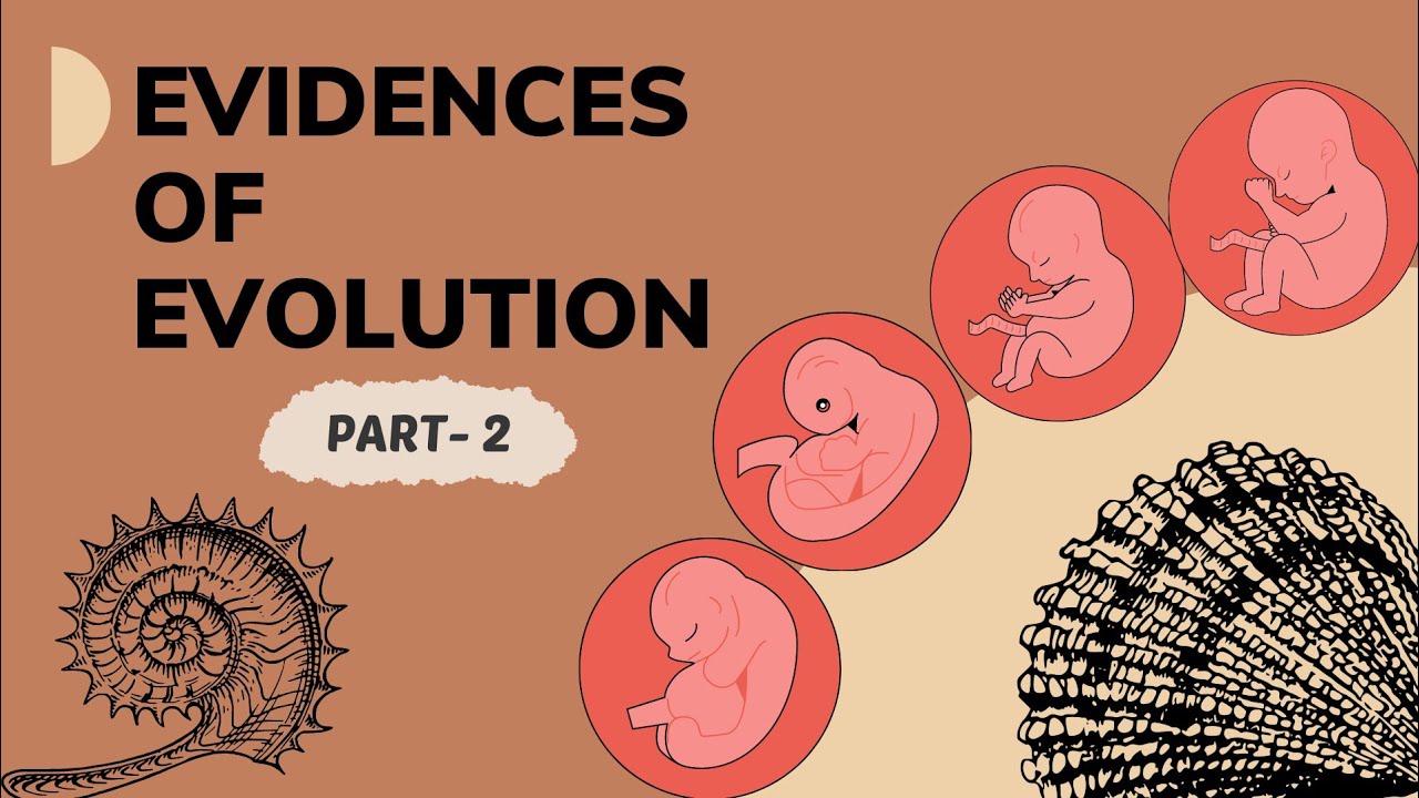 Evidences of evolution Part-2 | Science-2 | Chapter- 1 | std-10 - YouTube