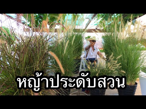 วีดีโอ: หญ้าประดับน้ำพุแดง: วิธีปลูกหญ้าน้ำพุแดง