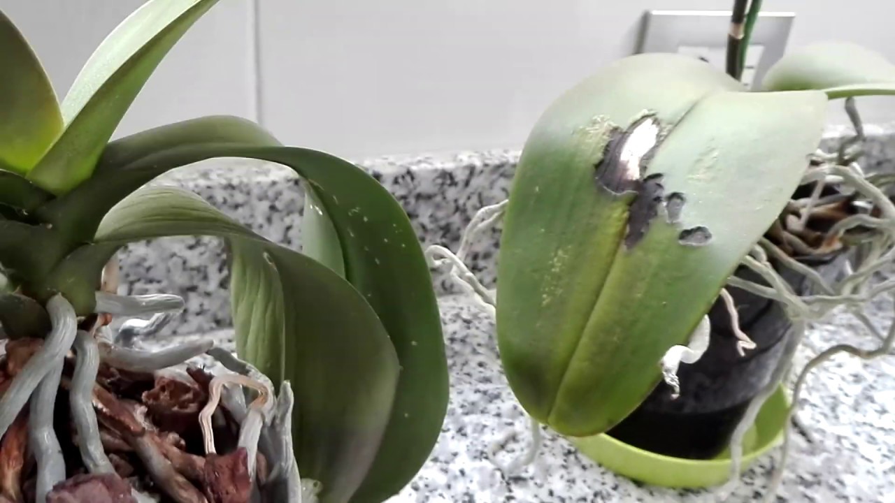 OREJAS de ELEFANTE, quemaduras y bichos en Phalaenopsis. Orquídeas