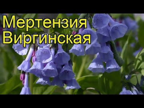 Видео: Mertensia virginica растение или животно ли е?