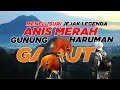 MENCARI ANIS MERAH GUNUNG HARUMAN  LANGSUNG DARI GARUT - BURUNG MITOS PARA WALI YANG LEGENDARIS