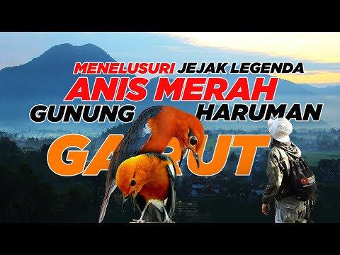 MENCARI ANIS MERAH GUNUNG HARUMAN  LANGSUNG DARI GARUT - BURUNG MITOS PARA WALI YANG LEGENDARIS