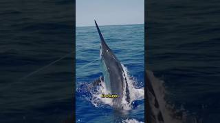 The Amazing Secrets Of Marlin Fish Myths Of Seawater