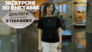 видео: Экскурсия по выставке  картинка: Экскурсия по выставке