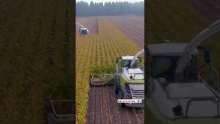 Claas Jaguar 960 For Corn Silage Harvest || Made By Claas Germany || #Shorts