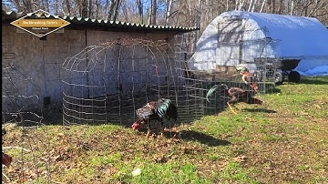 siab qaib ua si 4-17-03 | tu qaib nyob sab qaum teb| ไก่ชน | Pakoi | Ganoi