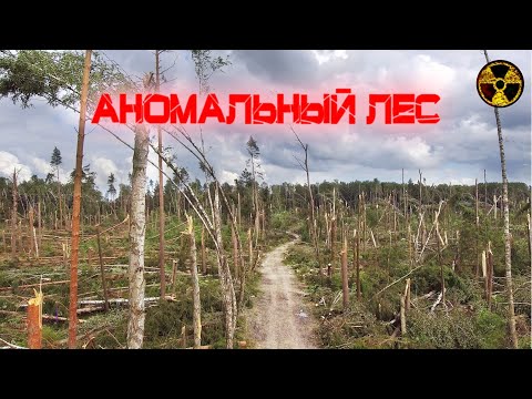 Аномальный лес в Подмосковье