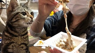 猫が初めて納豆を食べるとこうなります