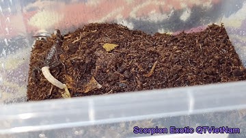 Hướng dẫn cách chăm sóc bọ cạp nhiệt đới - Instructions on how to care for tropical scorpions