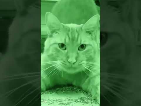 psy cat ||