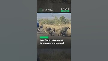 Epic fight between 50 baboons and a leopard