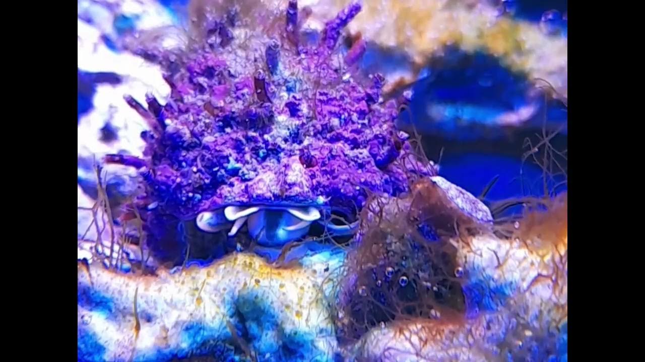 Turbo Snail Eating Algae YouTube