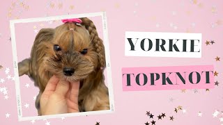 How to tie up a Yorkie TopKnot by Gughy Yorkshire  303 views 1 year ago 3 minutes, 57 seconds