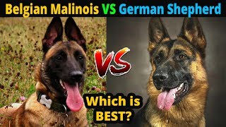 Belgian Malinois VS German Shepherd Which is Best? : Dog vs Dog : TUC