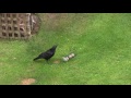 The Clever Crow - Shows amazing determination and intelligence, will he get to the food balls...