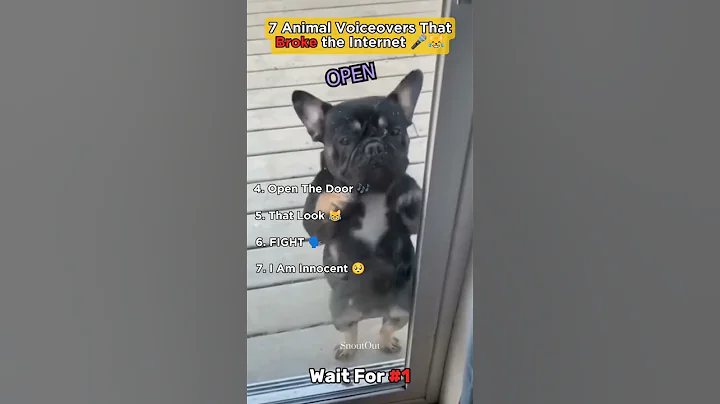 Video 10530461: pets talking, hilarious compilation, wonder pets, funny cat