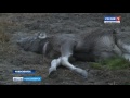 Десятки охотоведов спасали лося в Новосибирске