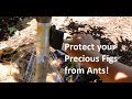 Stop Ants from Invading your Figs