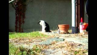 Video thumbnail of "Gerhard Schöne ~ Frühlingslied ~ auf meiner kleinen Harfe / Lap Harp"