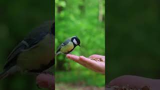 Ручная кормушка  #птицы #природа #синица