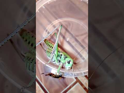 Что будет если кузнечик увидет уховертку (What happens if a katydid sees an earwig). #insects