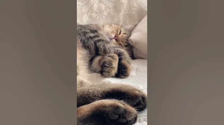 Video 4105611: cutecat catlover catplaying golden, cats catlover cutecat funny, cat playing cutecat, funny cats dogs, enjoy funny cats