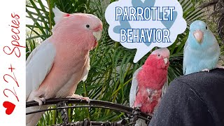 Napoleon Parrotlet 🦜 Behavior | #parrot_bliss #parrotlet by Parrot Bliss 471 views 1 month ago 6 minutes, 33 seconds