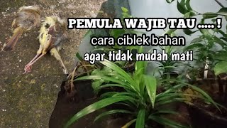 CARA MERAWAT CIBLEK BAHAN  OMBYOKAN AGAR TIDAK MATI