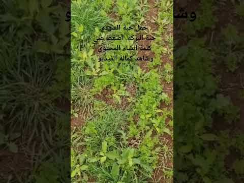 زراعة الريف فلاحة حبة البركه حبة السوده