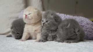 Классные котята. AmazingAishaPL. British Shorthair Cattery maluszki Carrerki Классные котята. AmazingAishaPL. British Shorthair Cattery maluszki Carrerki