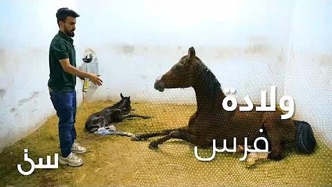 خيل الاعوجية