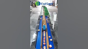 Peach weight sorting machine fruit processing line clasificador de durazno selezionatore di pesche