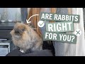 Watch this before getting a rabbit 