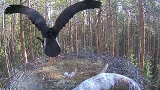 Must toonekurg, Karula EE 2023_05_03 Black Stork- das 3. Ei ist da - Kaia wehrt Raben ab