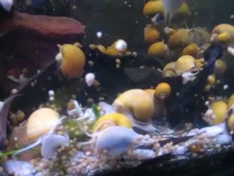 Golden Mystery Snails breeding again - YouTube