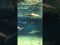 葛西臨海水族園、サメと小魚群 の動画、YouTube動画。