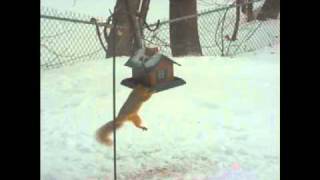 Icy Bird Feeder Is A Problem For Squirrel
