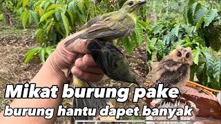 Mikat burung pake burung hantu ga di sangka sangka dapet banyak #kicaumania