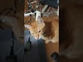 茶トラ、ふうちゃん5歳甘えネコ、Brown tabby cat, Fuu-chan, 5 years old, a sweet cat