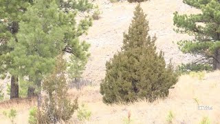 What to know about USFS Christmas Tree Permits